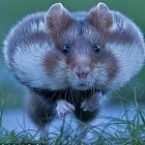 Hamster